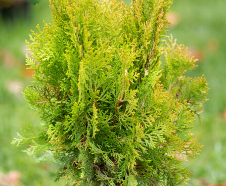 Thuja orientalis `Aurea Nana` idaelupuu (1)