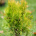 Thuja orientalis `Aurea Nana` idaelupuu (1)