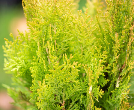 Thuja orientalis `Aurea Nana` idaelupuu (2)