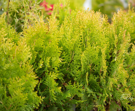 Thuja orientalis `Aurea Nana` idaelupuu (3)