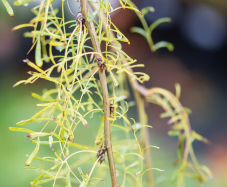 Caragana arborescens `Walker` suur läätspuu (1)