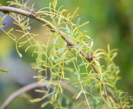 Caragana arborescens `Walker` suur läätspuu (2)