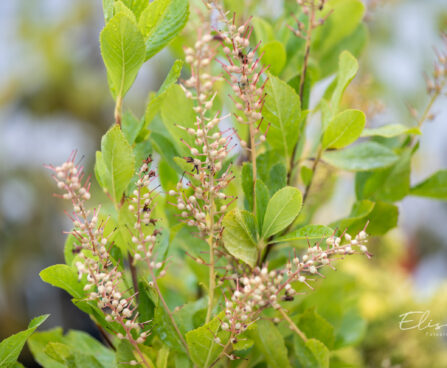 Clethra alnifolia lepalehine kletra (1)