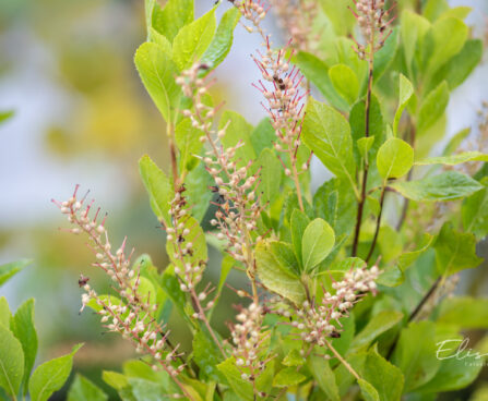 Clethra alnifolia lepalehine kletra (2)