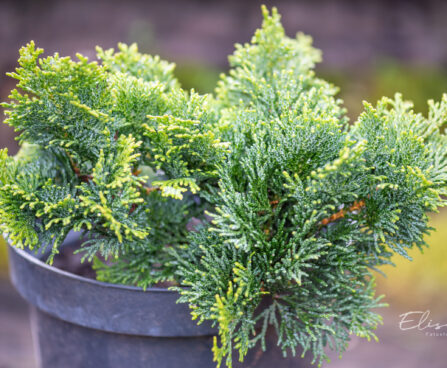 Chamaecyparis obtusa `Nana Gracilis` tömbiokkaline ebaküpress (2)