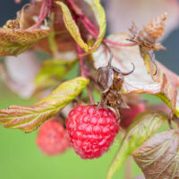 Rubus idaeus `Polka` vaarikas (1)
