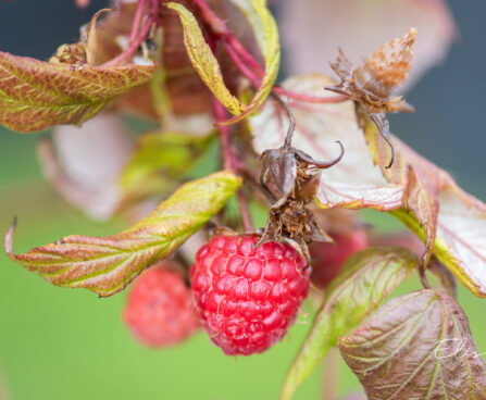 Rubus idaeus `Polka` vaarikas (1)