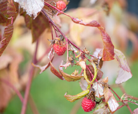 Rubus idaeus `Polka` vaarikas (2)