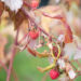 Rubus idaeus `Polka` vaarikas (2)