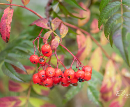 Sorbus `Dodong` pihlakas (1)