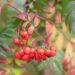 Sorbus `Dodong` pihlakas (1)