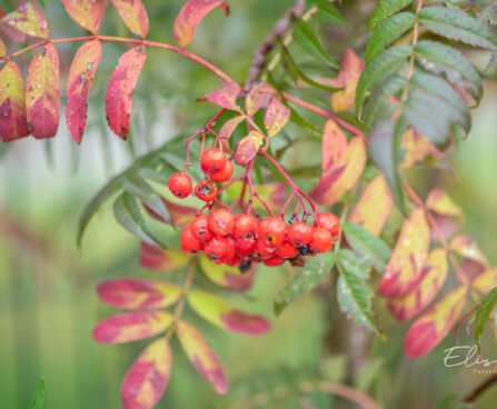 Sorbus `Dodong` pihlakas (2)