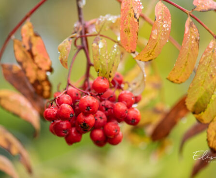 Sorbus aucuparia var. moravica `Edulis` määri pihlakas (2)