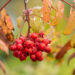 Sorbus aucuparia var. moravica `Edulis` määri pihlakas (2)