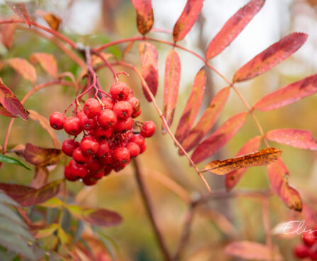 Sorbus aucuparia var. moravica `Edulis` määri pihlakas (1)