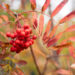 Sorbus aucuparia var. moravica `Edulis` määri pihlakas (1)