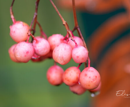 Sorbus `Red Tip` pihlakas