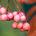 Sorbus `Red Tip` pihlakas