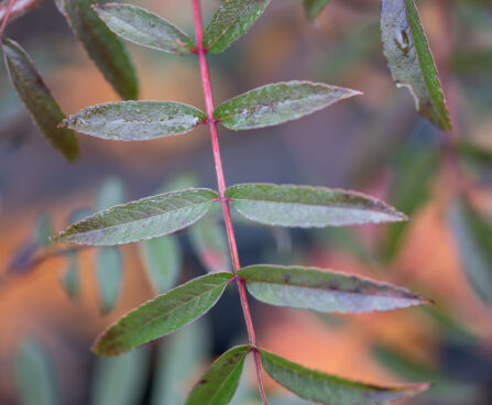 Sorbus commixta `Carmencita` sahhalini pihlakas (1)