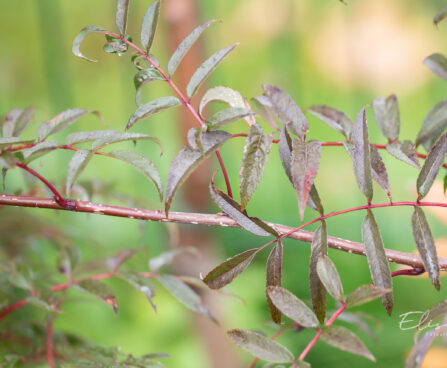 Sorbus commixta `Carmencita` sahhalini pihlakas (2)