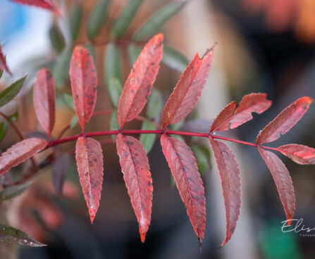 Sorbus commixta `Carmencita` sahhalini pihlakas (3)