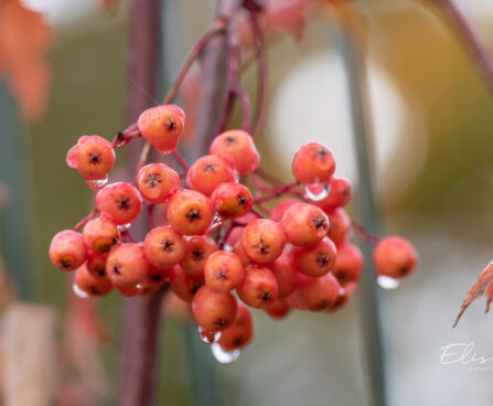 Sorbus `Red Tip` pihlakas (1)