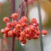 Sorbus `Red Tip` pihlakas (1)