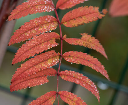 Sorbus `Red Tip` pihlakas (2)