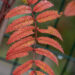 Sorbus `Red Tip` pihlakas (2)