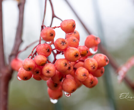 Sorbus `Red Tip` pihlakas (3)