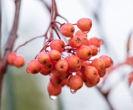 Sorbus `Red Tip` pihlakas (4)