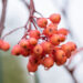 Sorbus `Red Tip` pihlakas (4)