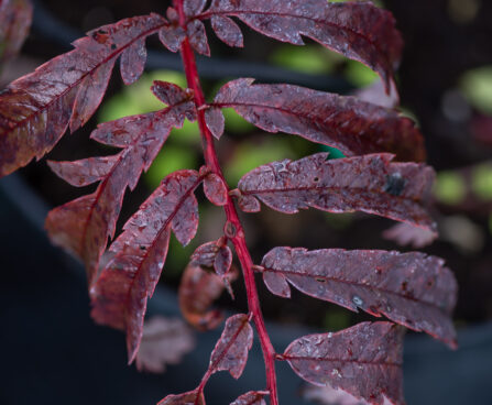 Sorbus `Chinense Lace` pihlakas (1)