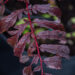 Sorbus `Chinense Lace` pihlakas (1)