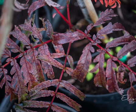 Sorbus `Chinense Lace` pihlakas (2)