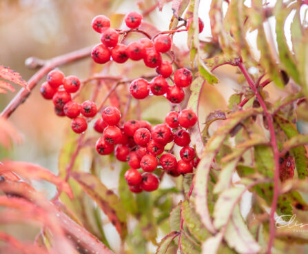 Sorbus `Chinense Lace` pihlakas (3)