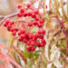 Sorbus `Chinense Lace` pihlakas (3)