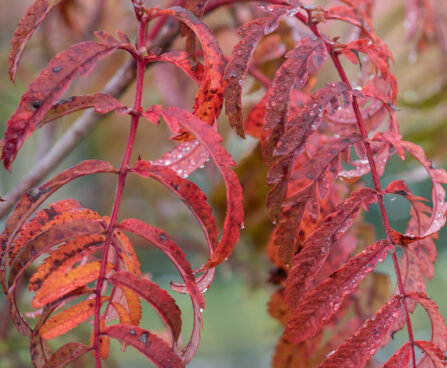 Sorbus `Chinense Lace` pihlakas (4)