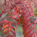 Sorbus `Chinense Lace` pihlakas (4)