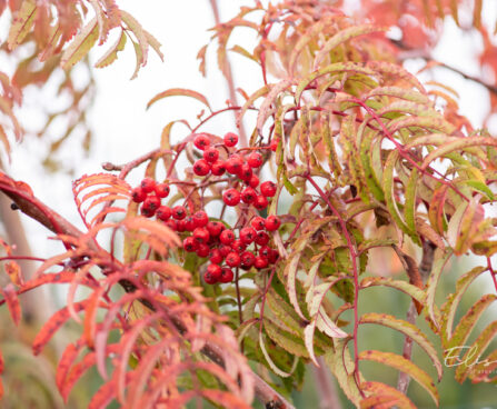 Sorbus `Chinense Lace` pihlakas (5)