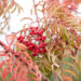 Sorbus `Chinense Lace` pihlakas (5)