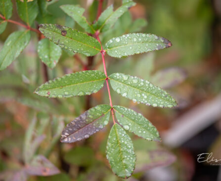 Sorbus `Leonard Messel` pihlakas