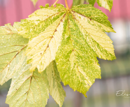 Acer pseudoplatanus `Leopoldii` mägivaher (1)