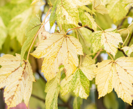 Acer pseudoplatanus `Leopoldii` mägivaher (2)