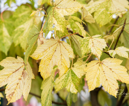 Acer pseudoplatanus `Leopoldii` mägivaher (3)