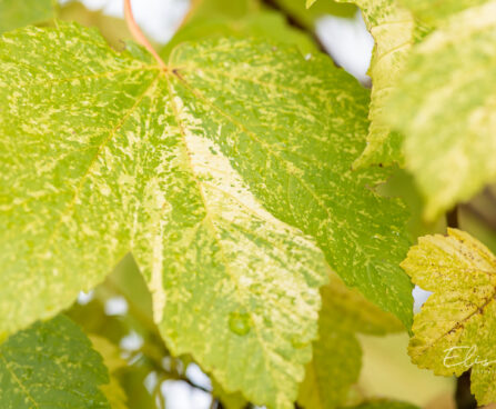 Acer pseudoplatanus `Leopoldii` mägivaher (4)