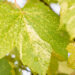 Acer pseudoplatanus `Leopoldii` mägivaher (4)
