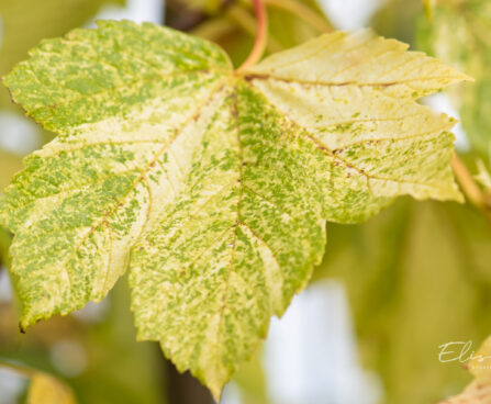 Acer pseudoplatanus `Leopoldii` mägivaher (5)