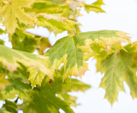 Acer platanoides `Drummondii` harilik vaher