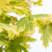 Acer platanoides `Drummondii` harilik vaher